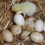 Naked Chicks Week One - concerned of Herefordshire...